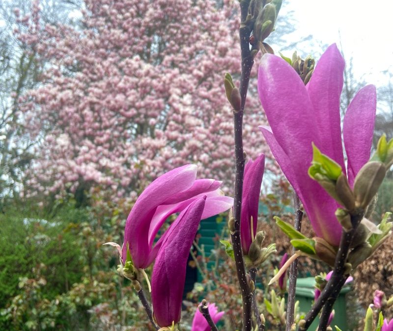 Magnolia