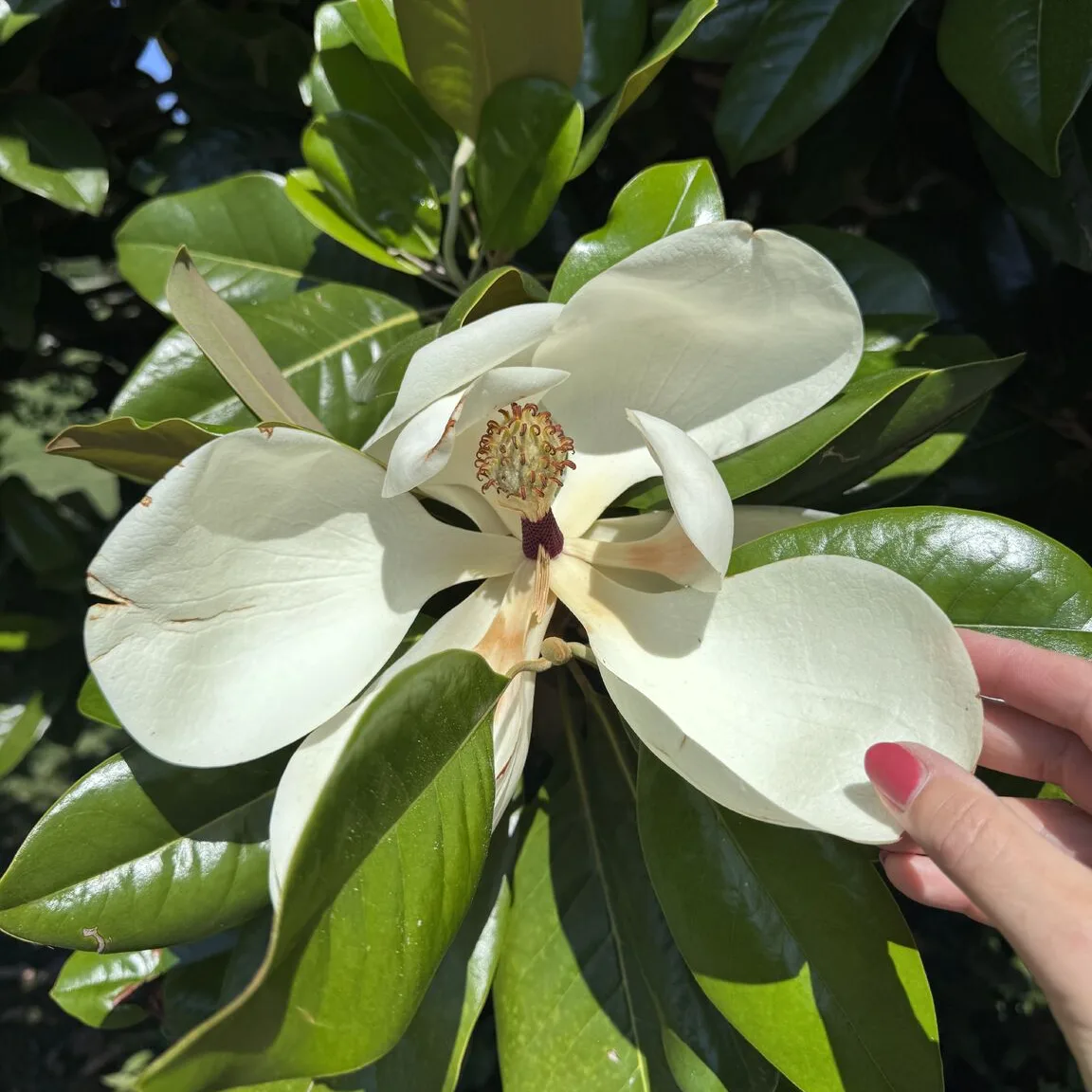 Vertragen_Magnolia_Genua Kintsugi_Vertragen_Magnolia_Genua